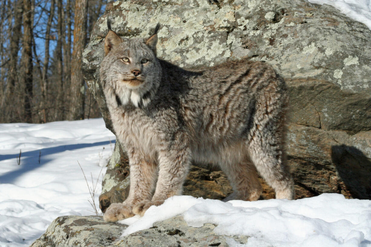 A lynx standing watchfully in the snow.