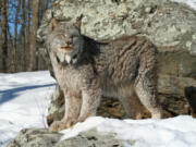 A lynx standing watchfully in the snow.