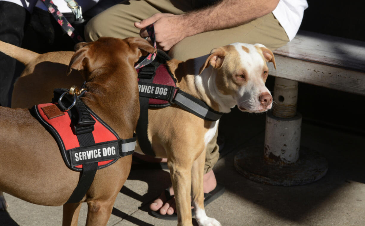 A service dog and its owner pause to relax on a Sunday afternoon in a popular park in the Pearl District of San Antonio, Texas.