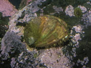 Haliotis kamtschatkana, northern abalone or pinto abalone, is a species of large sea snail, a marine gastropod mollusk in the family Haliotidae, the abalones. It has been listed as endangered by the IUCN Red List of Endangered Species since 2006.