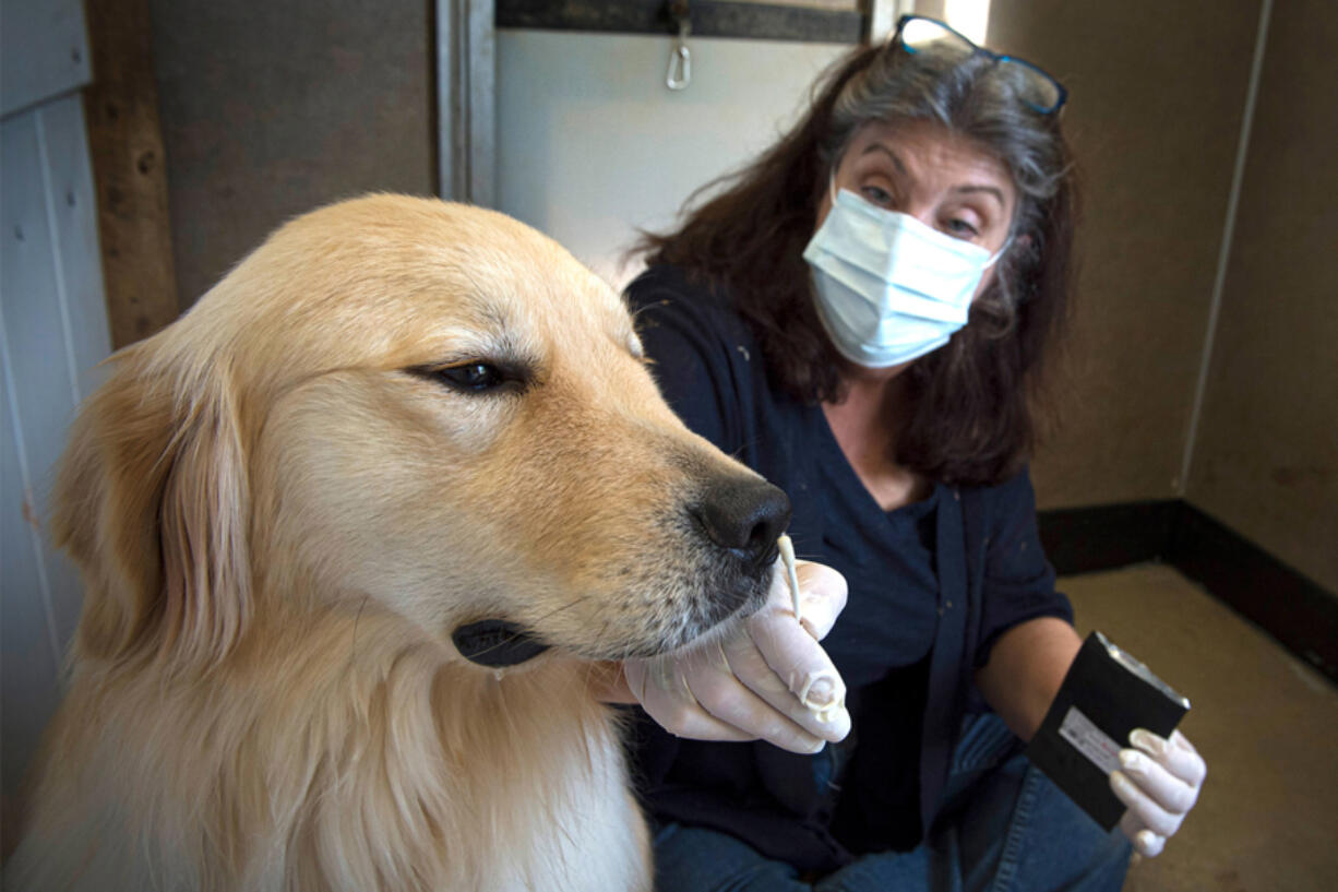 Jennifer Arnold, founder of Canine Assistants in Milton, Ga., allows Cheeto to smell a scented swab as part of the dog's training to identify seizures. Researchers have isolated several compounds that are released when seizures occur.