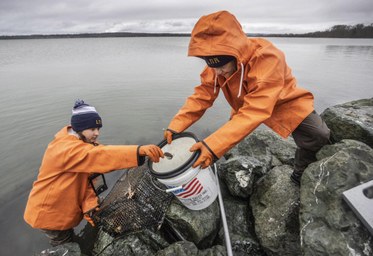 Lummi Natural Resources field technicians Delaney Adams, left and Lisa Balton work the shoreline of the Lummi's Sea Pond on Dec. 10, taking the invasive European green crabs out of traps.