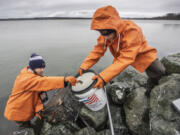 Lummi Natural Resources field technicians Delaney Adams, left and Lisa Balton work the shoreline of the Lummi's Sea Pond on Dec. 10, taking the invasive European green crabs out of traps.