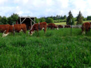 Greene Jungle Farm raises Animal Welfare-approved, pasture-raised, grass-fed beef on 30 acres in Ridgefield.