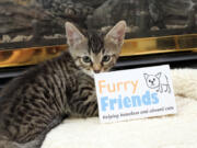 Kittens are adorable, but too many are a problem. Furry Friends hopes to raise $10,000 in March to support the costs of spaying and neutering cats.