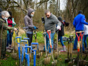 Volunteers grab shovels Saturday as they prepare to plant native species at Hidden Glen Park in Battle Ground as part of the Woodin Creek restoration project. (Molly J.