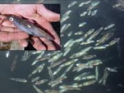 Market squid at NOAA Fisheries Little Port Walter Research Station, Southeast Alaska.