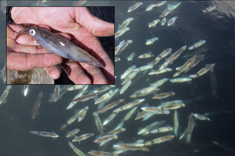 Market squid at NOAA Fisheries Little Port Walter Research Station, Southeast Alaska.