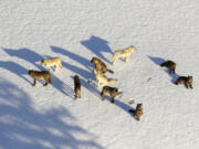 FILE - This March 21, 2019, aerial file photo provided by the National Park Service shows the Junction Butte wolf pack in Yellowstone National Park, Wyo. Park officials say 23 wolves have been killed by hunters and trappers after roaming out of the park in recent months.