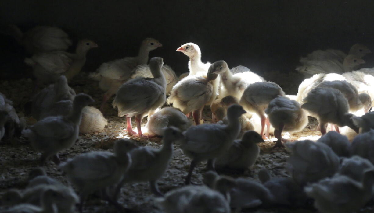 FILE - A flock of young turkeys stand in a barn at the Moline family turkey farm after the Mason, Iowa farm was restocked on Aug. 10, 2015. Farms that raise turkeys and chickens for meat and eggs are on high alert, fearing a repeat of a widespread bird flu outbreak in 2015 that killed 50 million birds across 15 states and cost the federal government nearly $1 billion. The new fear is driven by the discovery announced Feb. 9, 2022, of the virus infecting a commercial turkey flock in Indiana.