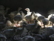 FILE - A flock of young turkeys stand in a barn at the Moline family turkey farm after the Mason, Iowa farm was restocked on Aug. 10, 2015. Farms that raise turkeys and chickens for meat and eggs are on high alert, fearing a repeat of a widespread bird flu outbreak in 2015 that killed 50 million birds across 15 states and cost the federal government nearly $1 billion. The new fear is driven by the discovery announced Feb. 9, 2022, of the virus infecting a commercial turkey flock in Indiana.