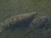 An adult and young manatee swim together in a canal, Feb. 16, 2022, in Coral Gables, Fla. There are about 82 rescued Florida manatees in rehabilitation centers across the U.S. as wildlife officials try to stem starvation deaths by the marine mammals due to poor water quality. The latest numbers were released Wednesday, Feb. 23, 2022 by the Florida Fish and Wildlife Conservation Commission and U.S. Fish and Wildlife Service as part of an unprecedented effort to feed starving manatees and treat those in distress.