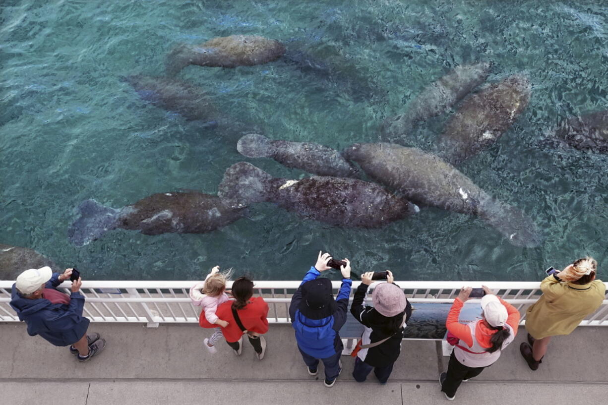 Cool temperatures brought dozens of manatees to the Florida Power and Light Manatee Lagoon in Riviera Beach, Fla. Wednesday, Jan 19, 2022. Environmental groups say Florida's manatees are dying at a record rate and need federal protection for their seaside habitat. The groups filed a lawsuit Tuesday, Feb. 1, 2022 in federal court in Washington.