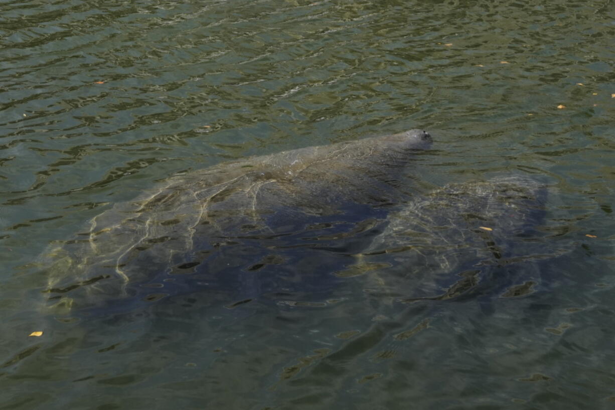 An adult and young manatee swim together in a canal, Wednesday, Feb. 16, 2022, in Coral Gables, Fla. The round-tailed, snout-nosed animals popular with locals and tourists have suffered a major die-off because their preferred seagrass food source is disappearing due to water pollution from agricultural, urban, septic tank and other sources.