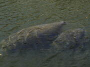 An adult and young manatee swim together in a canal, Wednesday, Feb. 16, 2022, in Coral Gables, Fla. The round-tailed, snout-nosed animals popular with locals and tourists have suffered a major die-off because their preferred seagrass food source is disappearing due to water pollution from agricultural, urban, septic tank and other sources.