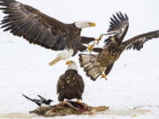 Bald eagles compete for a deer carcass in Montana.