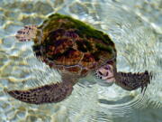 A rescued Green sea turtle swims in a pond at the Khor Kalba Conservation Reserve in the city of Kalba, on the east coast of the United Arab Emirates, Tuesday, Feb. 1, 2022.  A staggering 75% of all dead green turtles and 57% of all loggerhead turtles in Sharjah had eaten marine debris, including plastic bags, bottle caps, rope and fishing nets, a new study published in the Marine Pollution Bulletin. The study seeks to document the damage and danger of the throwaway plastic that has surged in use around the world and in the UAE, along with other marine debris.