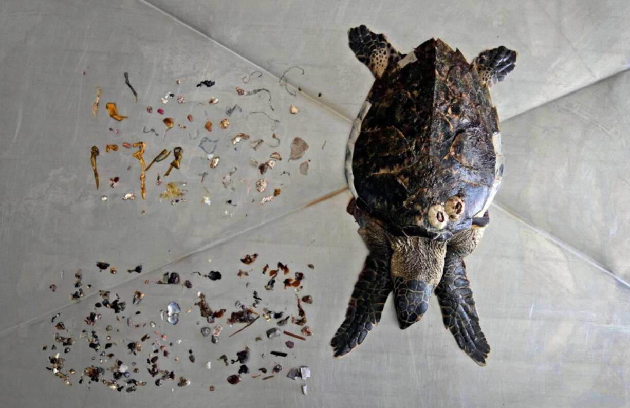 A dead Hawksbill sea turtle found on a beach is shown after a necropsy along with the trash, mostly plastic, removed from its stomach on Feb. 1 at the Al Hefaiyah Conservation Center lab, in Kalba, United Arab Emirates.