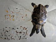 A dead Hawksbill sea turtle found on a beach is shown after a necropsy along with the trash, mostly plastic, removed from its stomach on Feb. 1 at the Al Hefaiyah Conservation Center lab, in Kalba, United Arab Emirates.