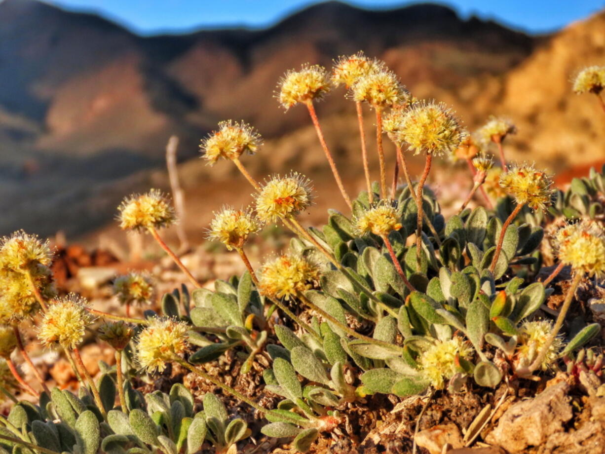 In this photo taken June 1, 2019, by Patrick Donnelly of the Center for Biological Diversity is the rare desert wildflower Tiehm's buckwheat in the Silver Peak Range about 120 miles south of Reno, Nev. The U.S. Fish and Wildlife Service has proposed designating the high-desert range halfway between Reno and Las Vegas as critical habitat for the Tiehm's buckwheat. It is also the site of a proposed lithium mine by the Australian-based Ioneer USA Corp.