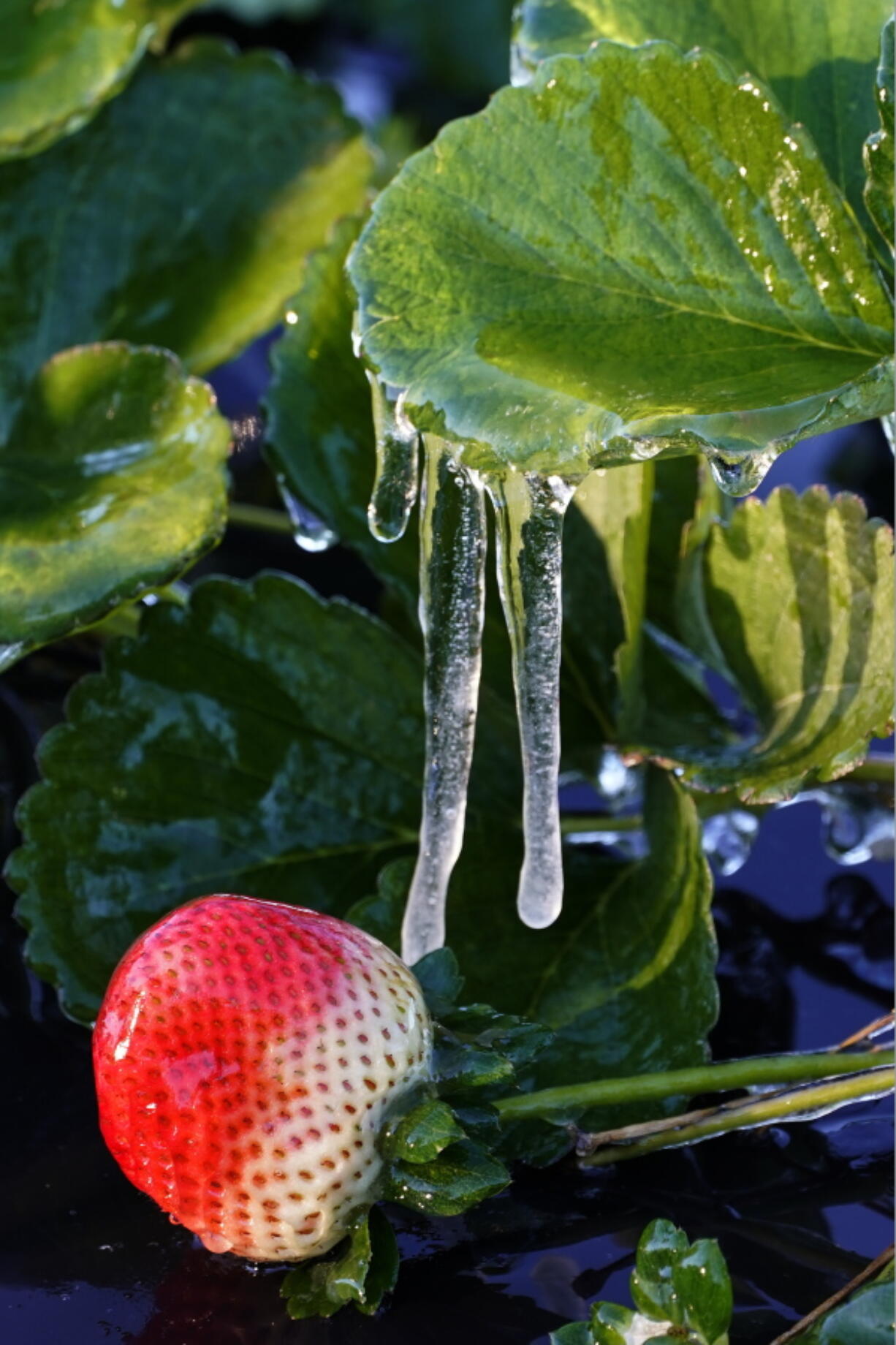 Ice clings to a strawberry in a field Sunday, Jan. 30, 2022, in Plant City, Fla. Farmers spray water on their crops to help keep the fruit from getting damaged by the cold. Temperatures overnight dipped into the mid-20's.