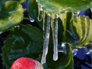 Ice clings to a strawberry in a field Sunday, Jan. 30, 2022, in Plant City, Fla. Farmers spray water on their crops to help keep the fruit from getting damaged by the cold. Temperatures overnight dipped into the mid-20's.