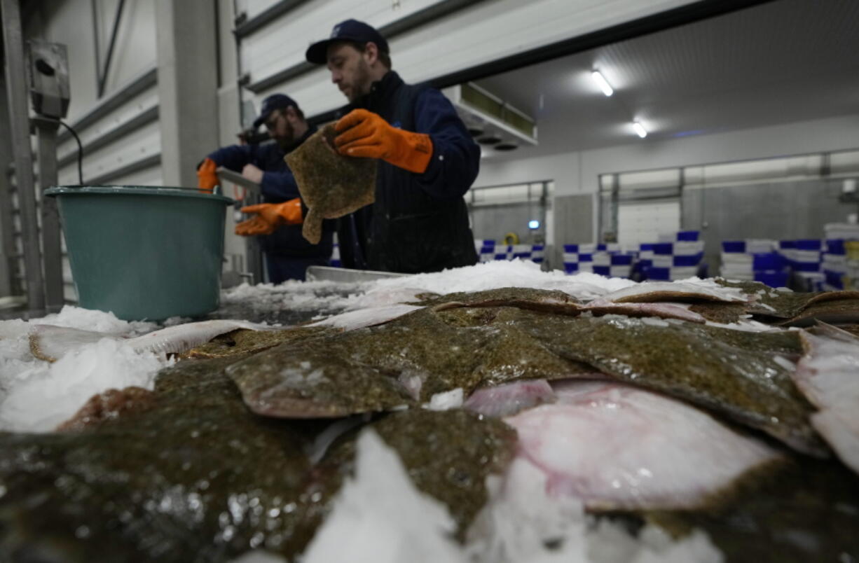 A worker checks the quality of fish during the morning seafood auction in Ostend, Belgium, Friday, Feb. 11, 2022. World leaders are trying to save the planet's oceans in talks on France's Atlantic coast Friday aimed at finding fairer ways to manage the seas. The One Ocean Summit comes as European authorities and environmental activists are investigating a mass fish dump in the Bay of Biscay, and British and EU officials are arguing over fishing rights in the English Channel.