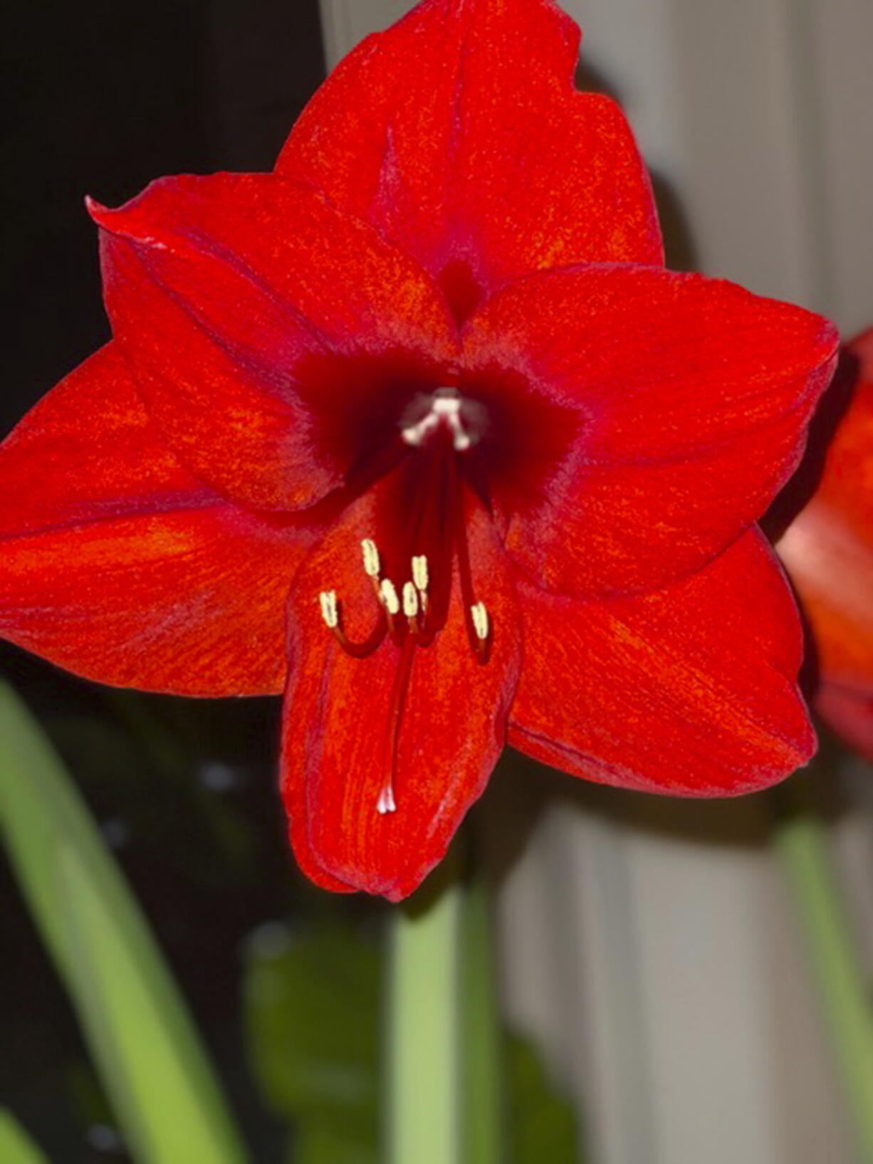 This image provided by Jeff Lowenfels shows an Amaryllis bulb in bloom on Saturday, Jan. 22, 2022, in Anchorage, Alaska.