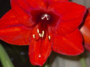 This image provided by Jeff Lowenfels shows an Amaryllis bulb in bloom on Saturday, Jan. 22, 2022, in Anchorage, Alaska.