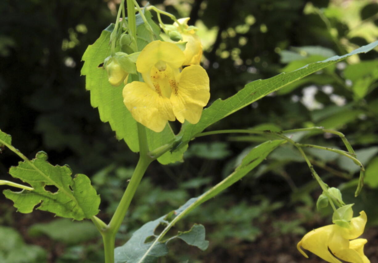 Related to our cultivated impatiens, pale touch-me-not is considered by some people to be a weed, by others to be a wildflower.