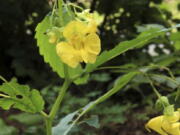 Related to our cultivated impatiens, pale touch-me-not is considered by some people to be a weed, by others to be a wildflower.