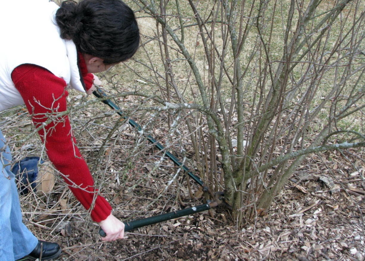 A clove currant, a fruiting shrub, is pruned in New Paltz, N.Y. Lopping some of the oldest stems to ground level each winter makes room for more fruitful young stems.