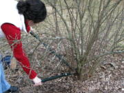 A clove currant, a fruiting shrub, is pruned in New Paltz, N.Y. Lopping some of the oldest stems to ground level each winter makes room for more fruitful young stems.