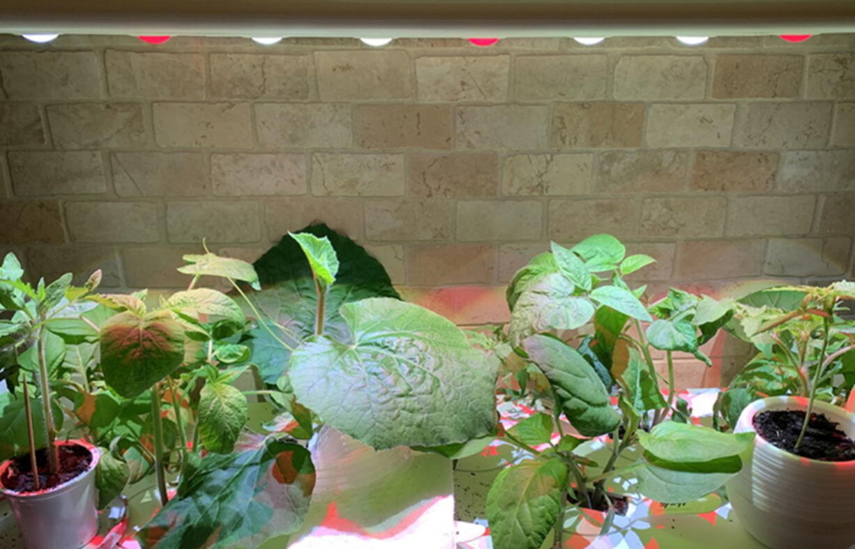 Various vegetable seedlings maturing indoors under grow lights.