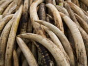 FILE - Elephant tusks are stacked in one of around a dozen pyres of ivory, in Nairobi National Park, Kenya on April 28, 2016. According to a report released on Monday, Feb. 14, 2022, scientists found that most large ivory seizures between 2002 and 2019 contained tusks from repeated poaching of the same elephant populations.