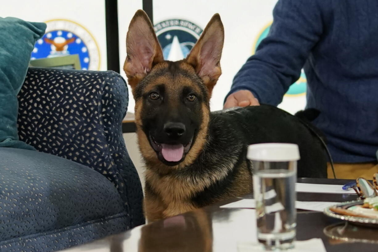 FILE - President Joe Biden, and first lady Jill Biden's new dog Commander, a purebred German shepherd puppy, arrives to meet virtually with service members around the world, Dec. 25, 2021, in the South Court Auditorium on the White House campus in Washington. Commander will make his TV debut on Super Bowl Sunday.