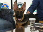 FILE - President Joe Biden, and first lady Jill Biden's new dog Commander, a purebred German shepherd puppy, arrives to meet virtually with service members around the world, Dec. 25, 2021, in the South Court Auditorium on the White House campus in Washington. Commander will make his TV debut on Super Bowl Sunday.