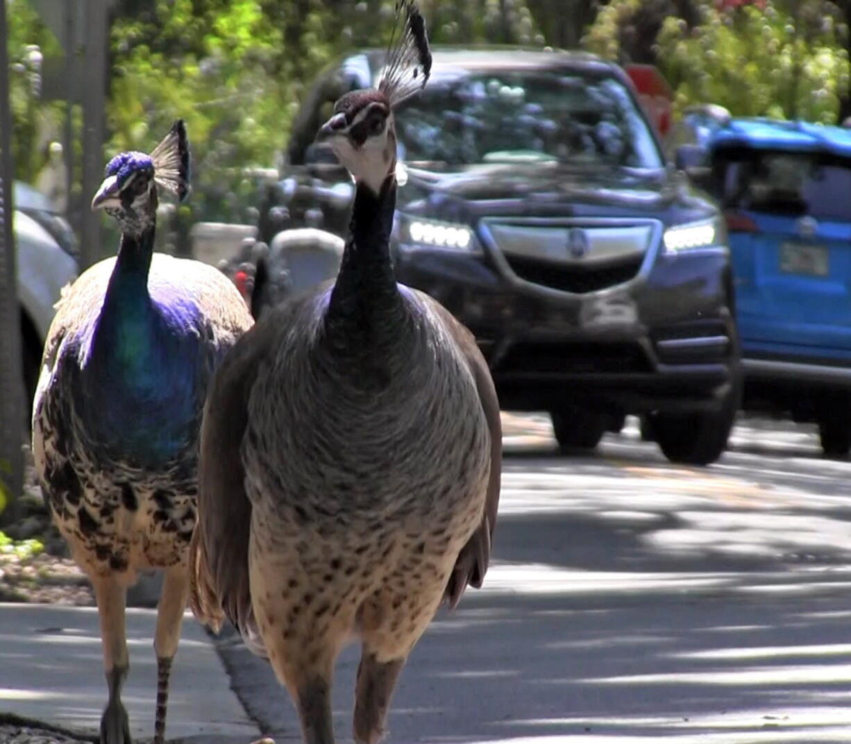 FILE - In this April 27, 2017 photo, a pack of peacocks mill about at an intersection in the Coconut Grove neighborhood of Miami.  Peacocks could soon be on the outs in some Miami-Dade neighborhoods after the county commission agreed to loosen a law protecting the birds. The 20-year-old law still protects peacocks from harm, but commissioners agreed Tuesday, Feb. 1, 2022,  to allow cities to opt out of the rules if they present appropriate plans to humanely remove the divisive birds from areas where they're not wanted.