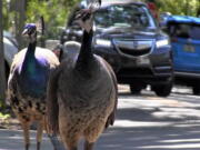 FILE - In this April 27, 2017 photo, a pack of peacocks mill about at an intersection in the Coconut Grove neighborhood of Miami.  Peacocks could soon be on the outs in some Miami-Dade neighborhoods after the county commission agreed to loosen a law protecting the birds. The 20-year-old law still protects peacocks from harm, but commissioners agreed Tuesday, Feb. 1, 2022,  to allow cities to opt out of the rules if they present appropriate plans to humanely remove the divisive birds from areas where they're not wanted.