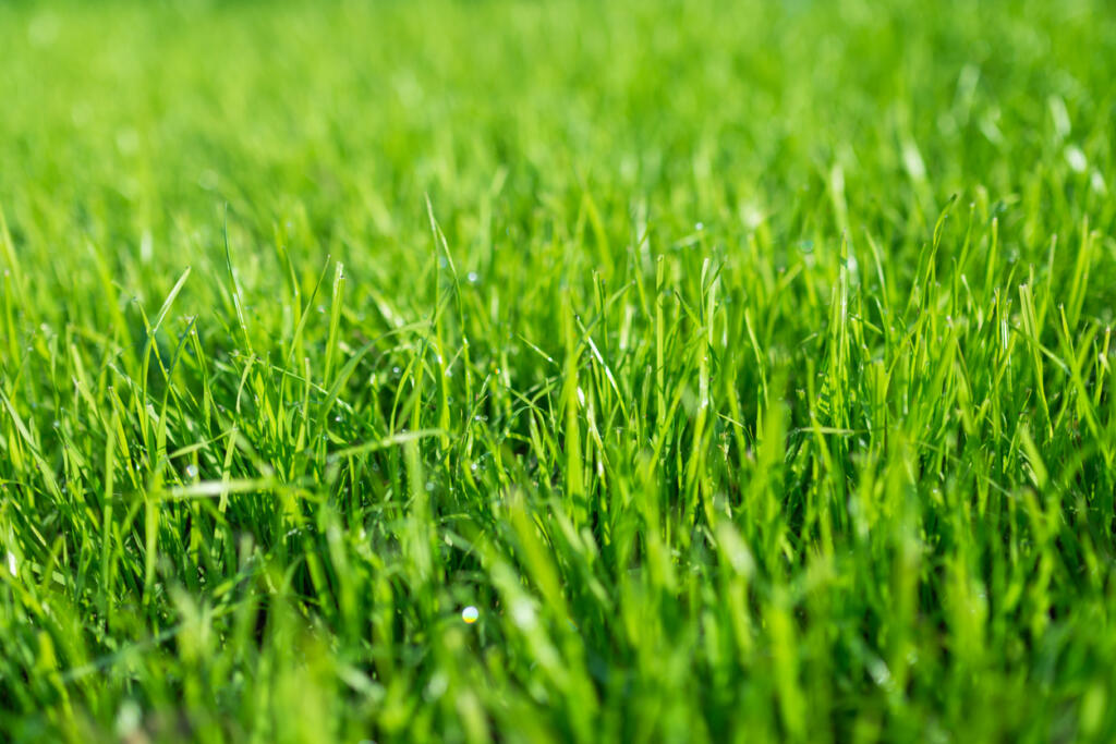 Most homeowners have accepted the presence of off-type wild grasses in our ryegrass lawns. But there are alternatives.