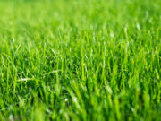 Most homeowners have accepted the presence of off-type wild grasses in our ryegrass lawns. But there are alternatives.