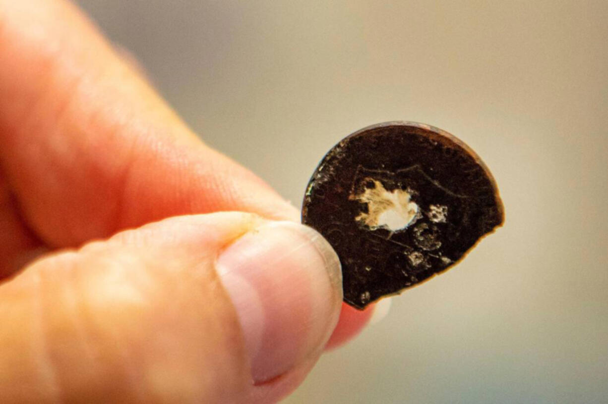 Chief of Animal Health Gwen Myers holds up a partially dissolved penny found inside the stomach of an alligator at Zoo Miami in Miami, Florida, on Tuesday, Feb. 15, 2022. (Daniel A. Varela/Miami Herald/TNS) (Daniel A.