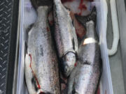 Fat spring Chinook fill a fish box in April of 2021. Anglers can fish the entire main stem Columbia this year, with no bubble closure at the mouth of the Cowlitz River.