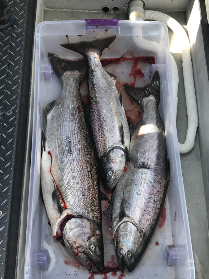 Fishing report for lower Columbia River mainstem and tributaries