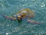 A green sea turtle in action near Los Angeles.