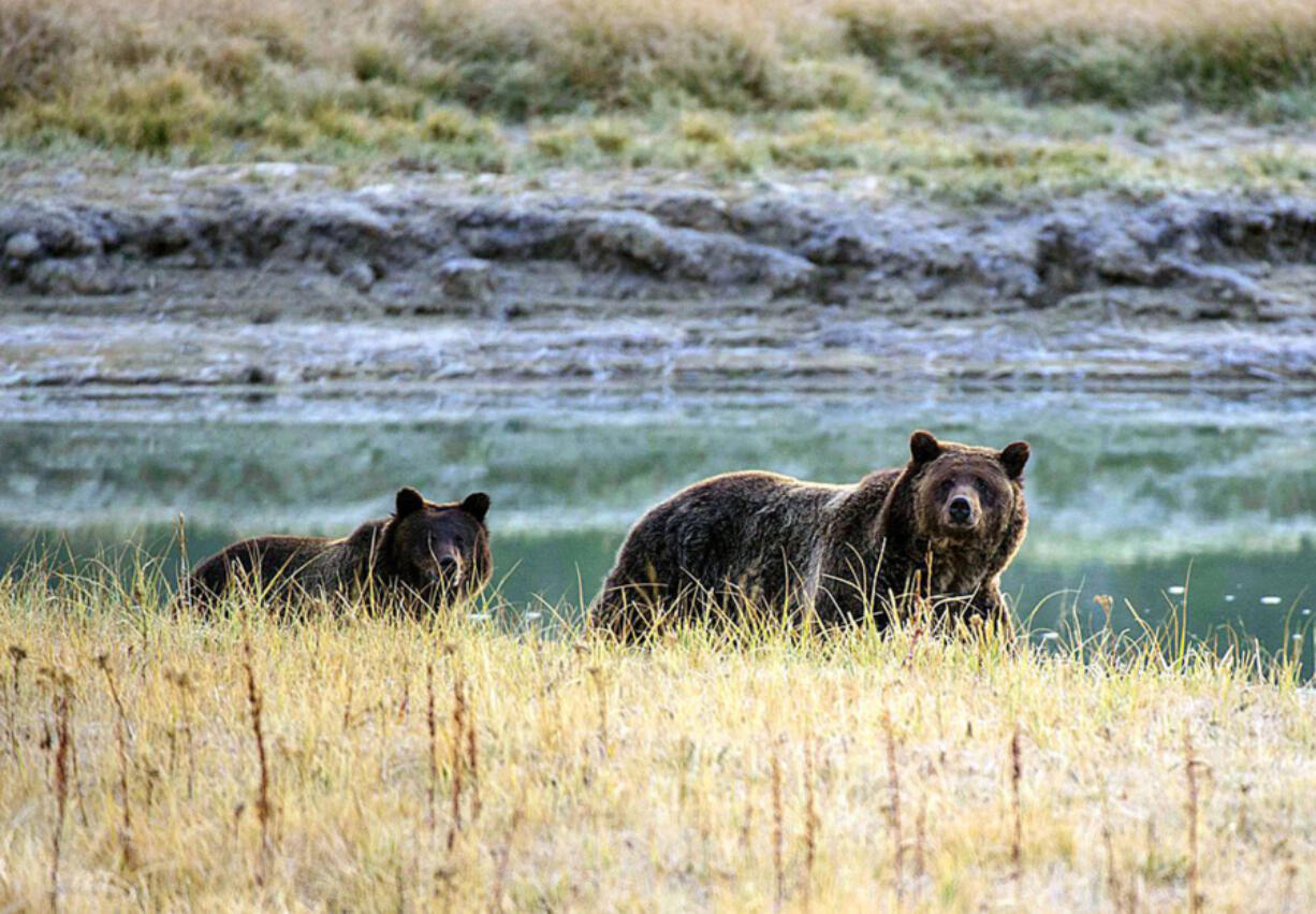 A grizzly bear mother and her cub walk in Yellowstone National Park in Wyoming.