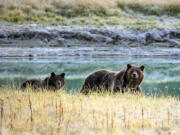 A grizzly bear mother and her cub walk in Yellowstone National Park in Wyoming.