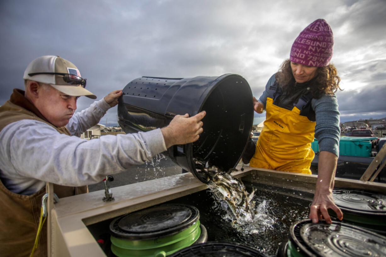 Tobias Koch and Jill Hardiman pour a tub of fish that were soon to be released into the Spokane River on Friday last week in Plummer.