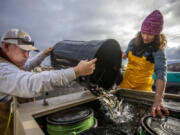 Tobias Koch and Jill Hardiman pour a tub of fish that were soon to be released into the Spokane River on Friday last week in Plummer.