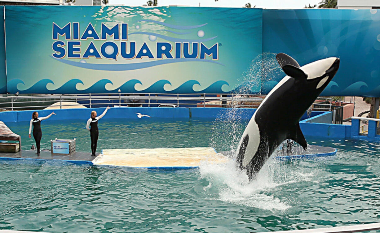 Lolita the killer whale, seen in January 2014, was the star attraction at Miami Seaquarium for decades.